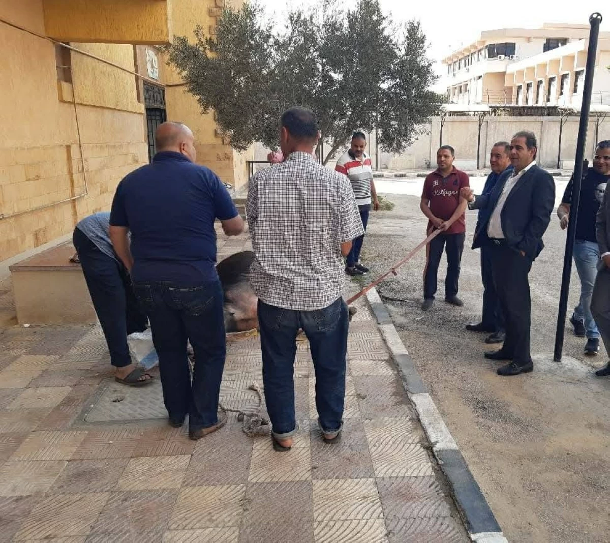 في أول أيام عيد الأضحى. محافظ بورسعيد يهدي عجل اضحية لعمال اليومية بالجامعة