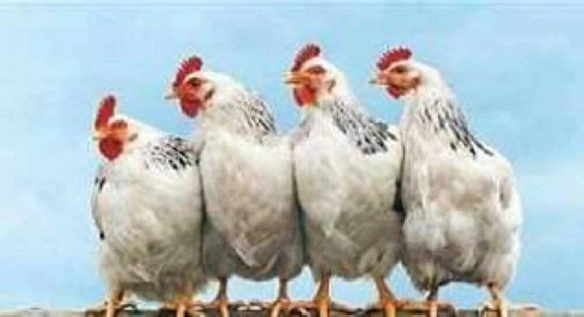 أسعار الفراخ - صورة أرشيفية