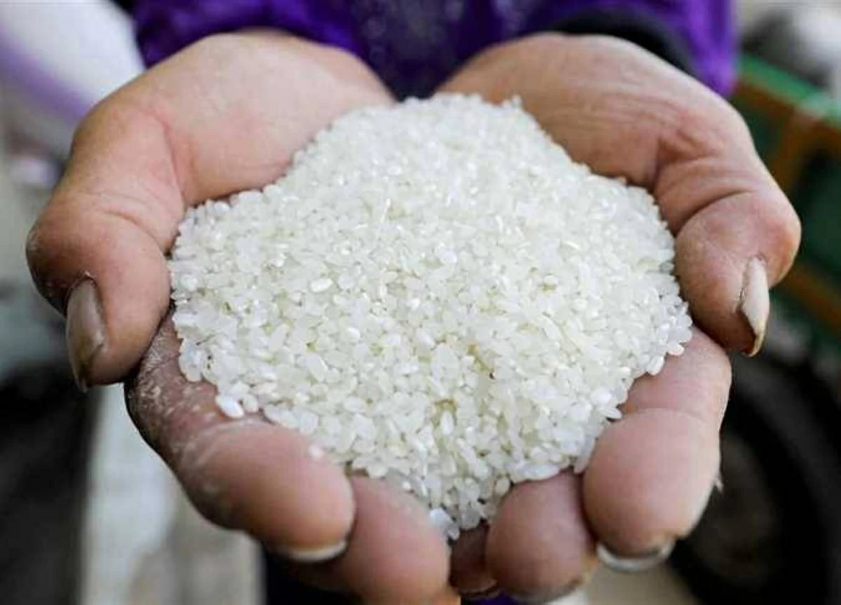 طن الشعير الآن.. سعر الأرز «عريض ورفيع الحبة» بأسواق الشرقية اليوم الثلاثاء 16-6-2026