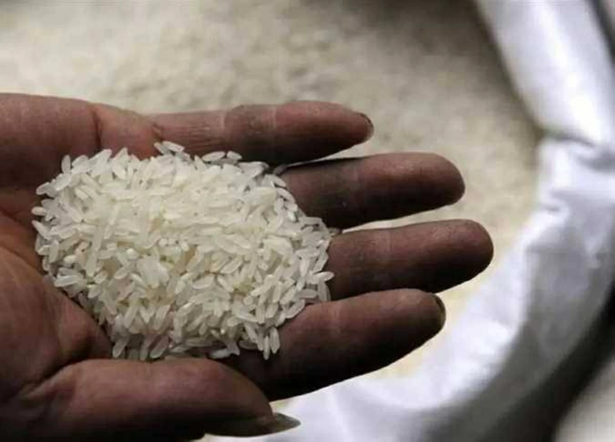 طن الشعير الآن.. سعر الأرز «عريض ورفيع الحبة» بأسواق الشرقية اليوم الثلاثاء 16-6-2026