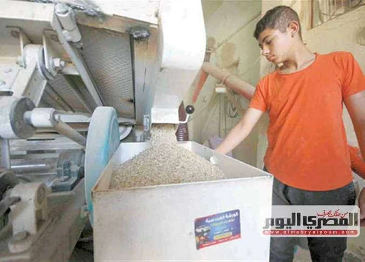 طن الشعير الآن.. سعر الأرز «عريض ورفيع الحبة» بأسواق الشرقية اليوم الثلاثاء 16-6-2026