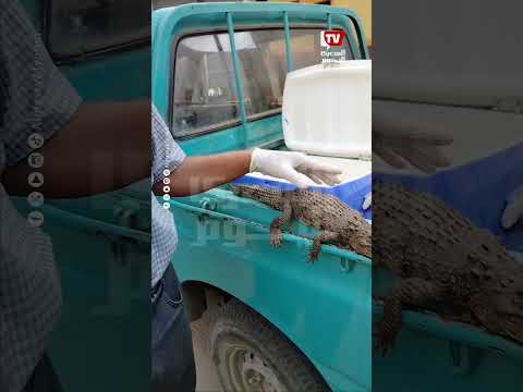 مدير الإدارة البيطرية: التمساح النيلي عمره 3 شهور.. وسيتم مسح المنطقة بالكامل